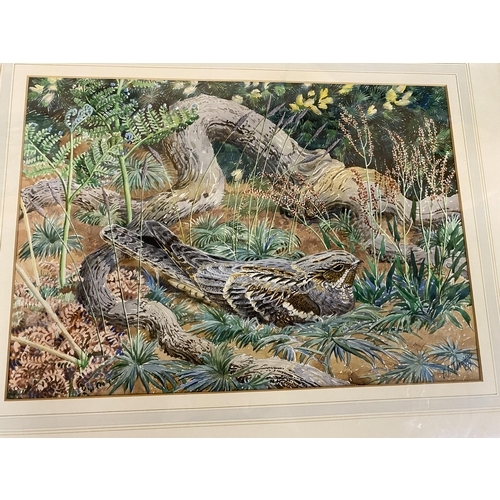 439 - CHARLES FREDERICK TUNNICLIFFE (BRITISH 1901-1979) 'BROODING NIGHTJAR', WATERCOLOUR, SIGNED LOWER RIG... 