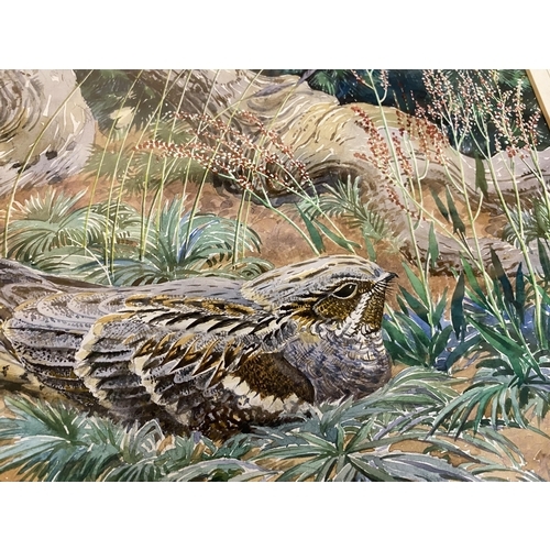 439 - CHARLES FREDERICK TUNNICLIFFE (BRITISH 1901-1979) 'BROODING NIGHTJAR', WATERCOLOUR, SIGNED LOWER RIG... 