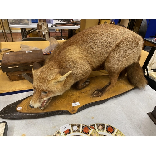 40 - A VINTAGE TAXIDERMY MODEL OF A FOX ON WOODEN BASE, LENGTH OF BASE APPROXIMATELY 88CM