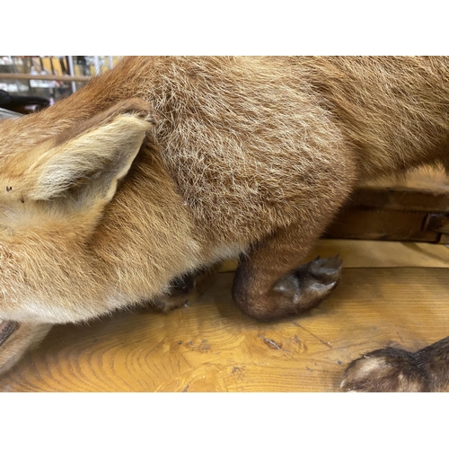 40 - A VINTAGE TAXIDERMY MODEL OF A FOX ON WOODEN BASE, LENGTH OF BASE APPROXIMATELY 88CM