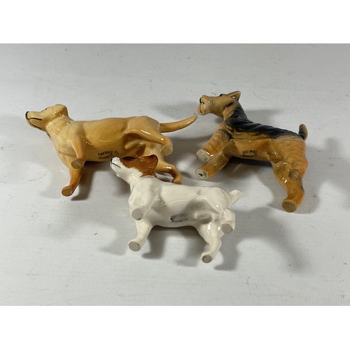 797 - THREE BESWICK DOG MODELS TO INCLUDE A TERRIER, JACK RUSSEL AND LABRADOR