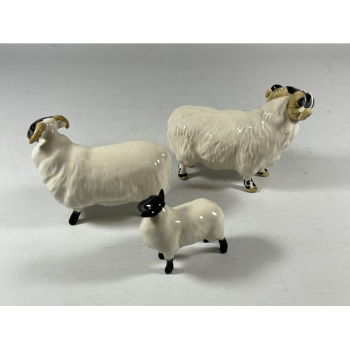 809 - A GROUP OF THREE BESWICK SHEEP MODELS