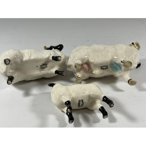 809 - A GROUP OF THREE BESWICK SHEEP MODELS