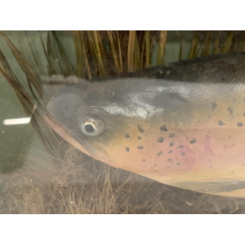 40 - A TAXIDERMY MODEL OF A RAINBOW TROUT, 26 X 48 X 11CM