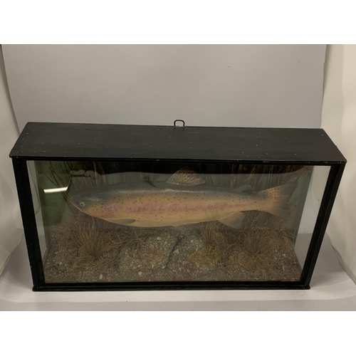 40 - A TAXIDERMY MODEL OF A RAINBOW TROUT, 26 X 48 X 11CM