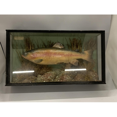 40 - A TAXIDERMY MODEL OF A RAINBOW TROUT, 26 X 48 X 11CM