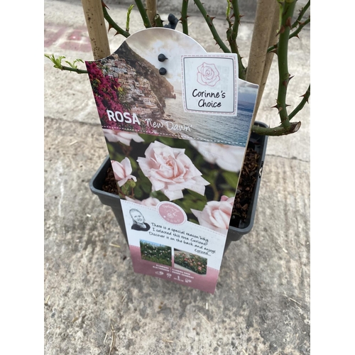 26 - THREE POTTED CLIMBING ROSES TO INCLUDE NEW DAWN, SANTANA AND LICHTKONIGIN LUCIA + VAT