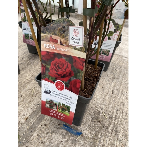 27 - THREE POTTED CLIMBING ROSES TO INCLUDE NEW DAWN, SANTANA AND LICHTKONIGIN LUCIA + VAT