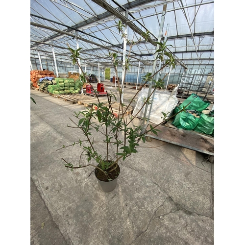 32 - FIVE POTTED BUDDLEIA + VAT