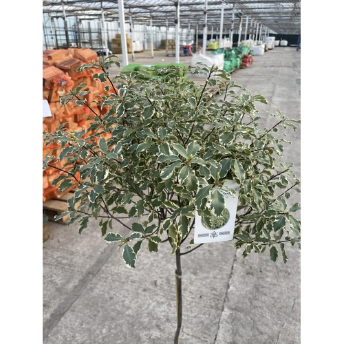 10 - TWO CORKSCREW TRAINED STANDARD PITTOSPORUM VARIEGATUM, 21 LTR POT + VAT