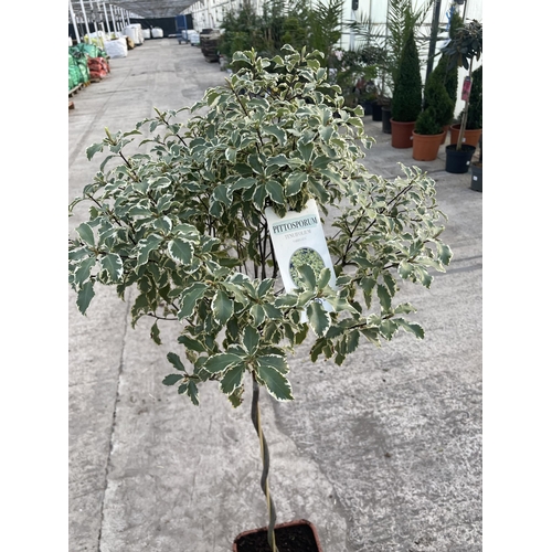 10 - TWO CORKSCREW TRAINED STANDARD PITTOSPORUM VARIEGATUM, 21 LTR POT + VAT