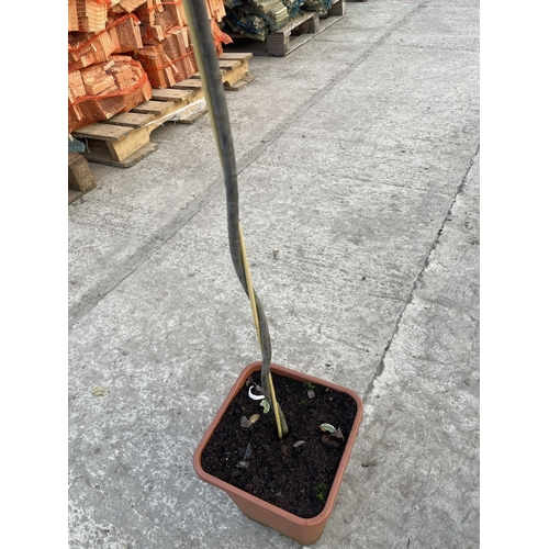 10 - TWO CORKSCREW TRAINED STANDARD PITTOSPORUM VARIEGATUM, 21 LTR POT + VAT