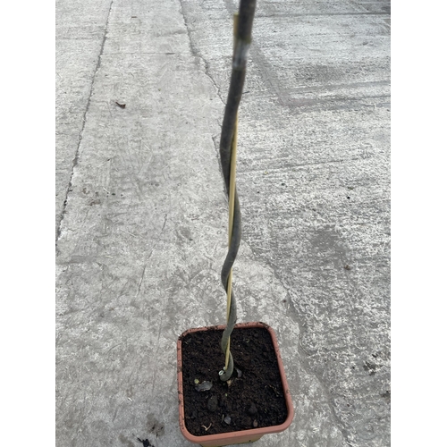 10 - TWO CORKSCREW TRAINED STANDARD PITTOSPORUM VARIEGATUM, 21 LTR POT + VAT