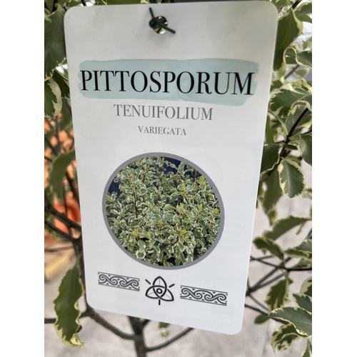 10 - TWO CORKSCREW TRAINED STANDARD PITTOSPORUM VARIEGATUM, 21 LTR POT + VAT