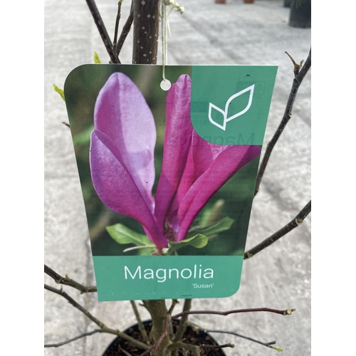 11 - TWO MAGNOLIA 