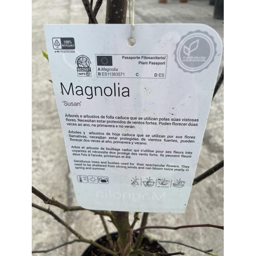 11 - TWO MAGNOLIA 