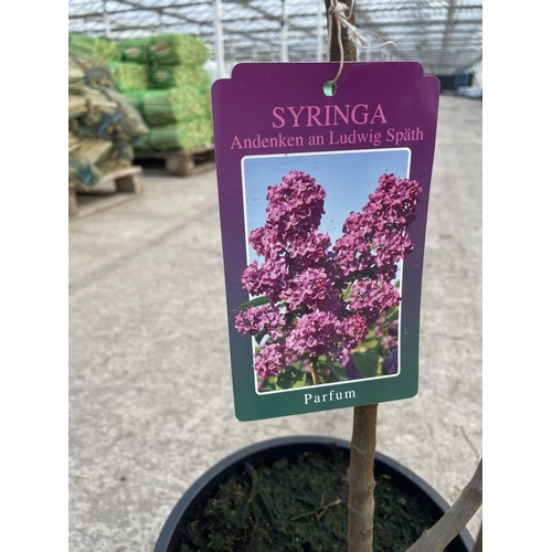 12 - TWO LILAC - SYRINGA 