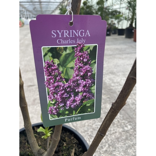 12 - TWO LILAC - SYRINGA 