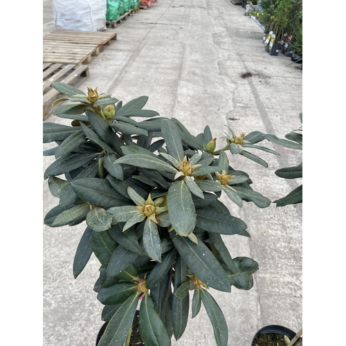 14 - TWO STANDARD RHODODENDRON 