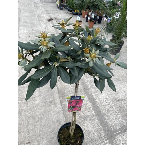 14 - TWO STANDARD RHODODENDRON 