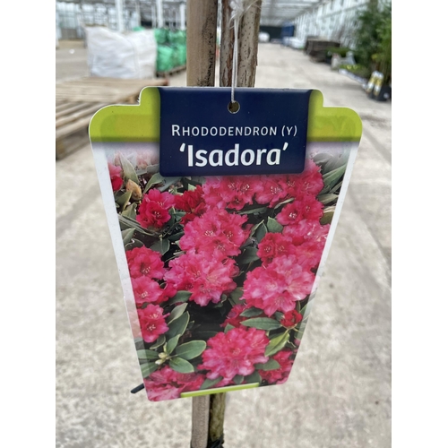 14 - TWO STANDARD RHODODENDRON 