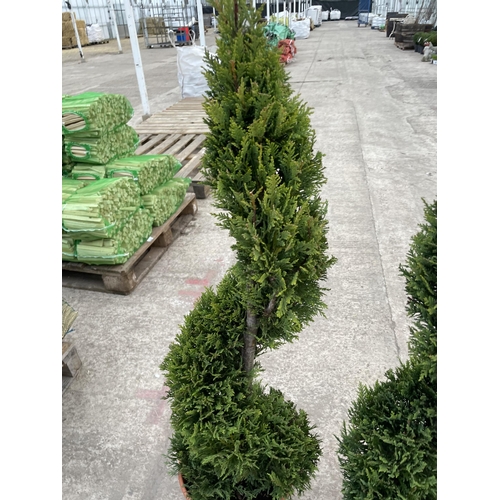 15 - TWO SPIRAL TRAINED CUPRESSUS CASTLEWELLAN GOLD, 12 LTR POT + VAT