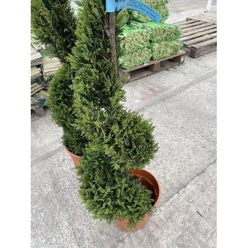 15 - TWO SPIRAL TRAINED CUPRESSUS CASTLEWELLAN GOLD, 12 LTR POT + VAT