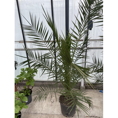 17 - TWO LARGE DATE ( PHEONIX) PALMS  - PHOENIX CANARIENSIS , 80 LTR POTS + VAT