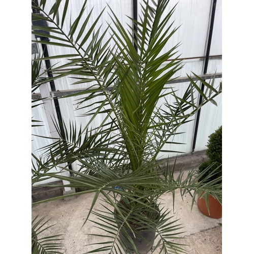 17 - TWO LARGE DATE ( PHEONIX) PALMS  - PHOENIX CANARIENSIS , 80 LTR POTS + VAT