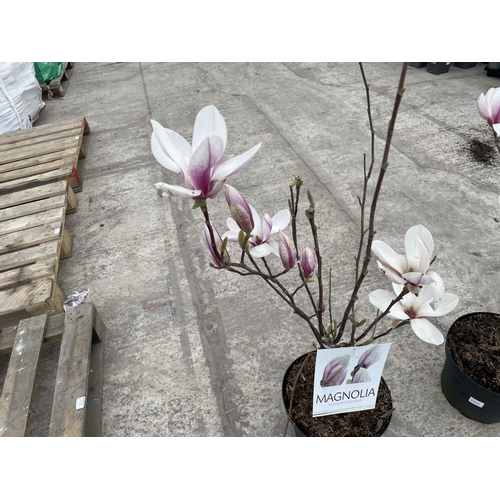 18 - TWO MAGNOLIA SOULANGEANA, 10 LTR POTS + VAT