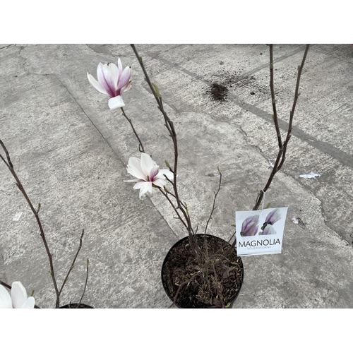 18 - TWO MAGNOLIA SOULANGEANA, 10 LTR POTS + VAT