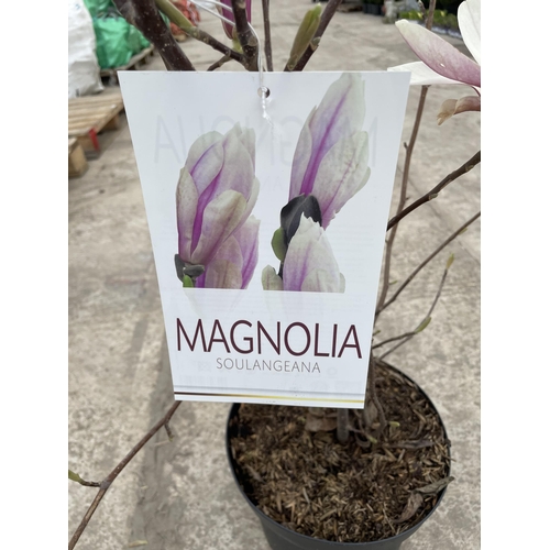 18 - TWO MAGNOLIA SOULANGEANA, 10 LTR POTS + VAT