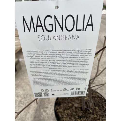 18 - TWO MAGNOLIA SOULANGEANA, 10 LTR POTS + VAT