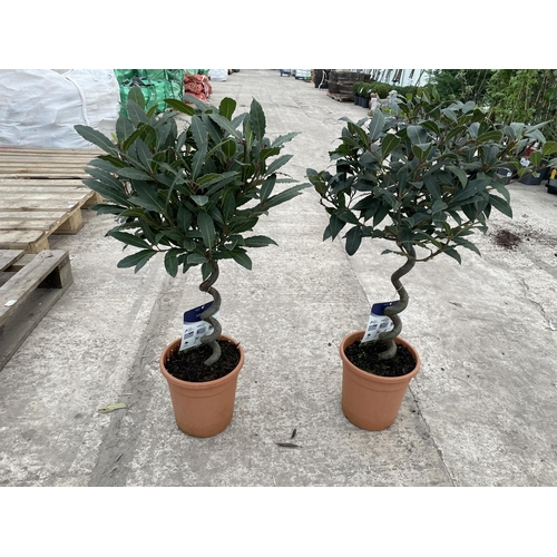 TWO SPIRAL TRAINED BAY TREES - LAURUS NOBILIS , 5 LTR POT