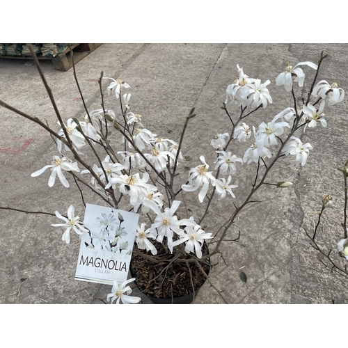 3 - TWO MAGNOLIA STELLATA, 9 LTR POT + VAT