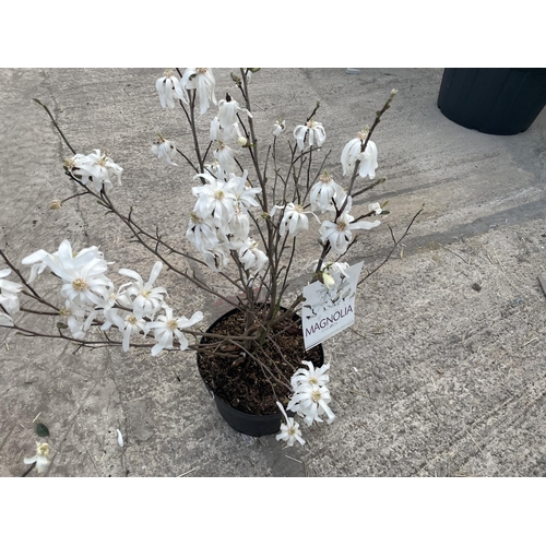 3 - TWO MAGNOLIA STELLATA, 9 LTR POT + VAT