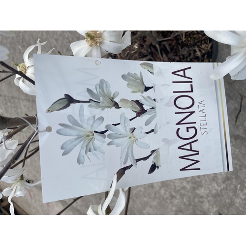 3 - TWO MAGNOLIA STELLATA, 9 LTR POT + VAT