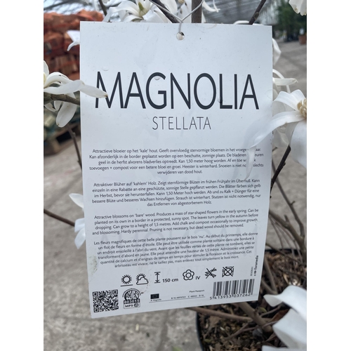 3 - TWO MAGNOLIA STELLATA, 9 LTR POT + VAT