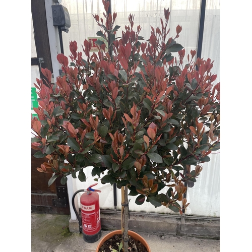 4 - TWO STANDARD PHOTINIA ATROPURPUREA NANA, 25 LTR POT + VAT