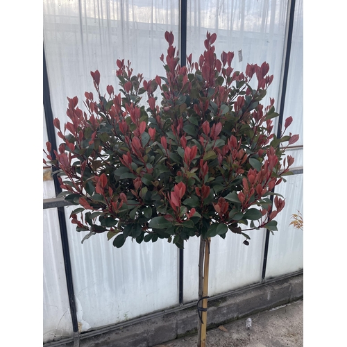 4 - TWO STANDARD PHOTINIA ATROPURPUREA NANA, 25 LTR POT + VAT