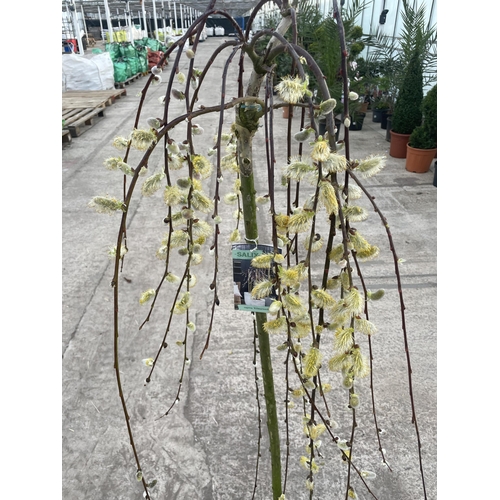 6 - TWO WEEPING WILLOW - SALIX KILMARNOCK, 5 LTR POT + VAT