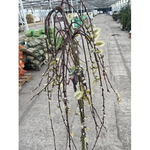 6 - TWO WEEPING WILLOW - SALIX KILMARNOCK, 5 LTR POT + VAT