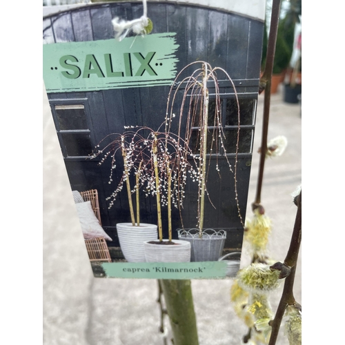 6 - TWO WEEPING WILLOW - SALIX KILMARNOCK, 5 LTR POT + VAT