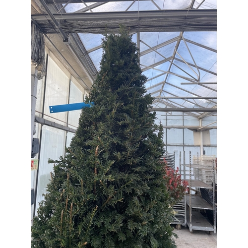 7 - A VERY LARGE PYRAMID YEW TREE - TAXUS BACCATA, 100 LTR POT + VAT