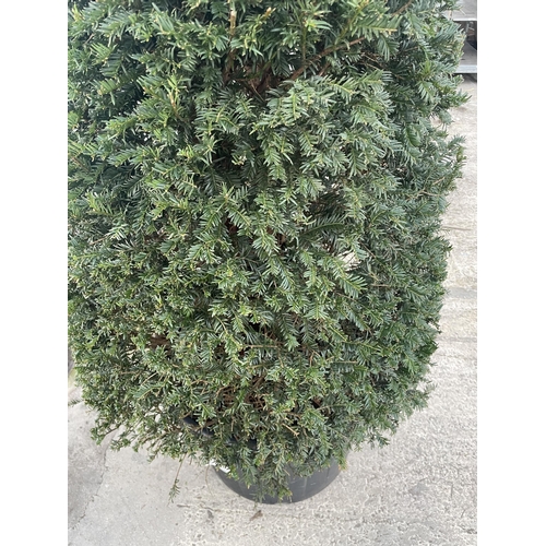 7 - A VERY LARGE PYRAMID YEW TREE - TAXUS BACCATA, 100 LTR POT + VAT