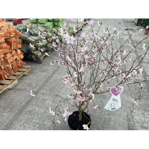 8 - TWO FLOWERING CHERRY - PRUNUS NIPPONICA 