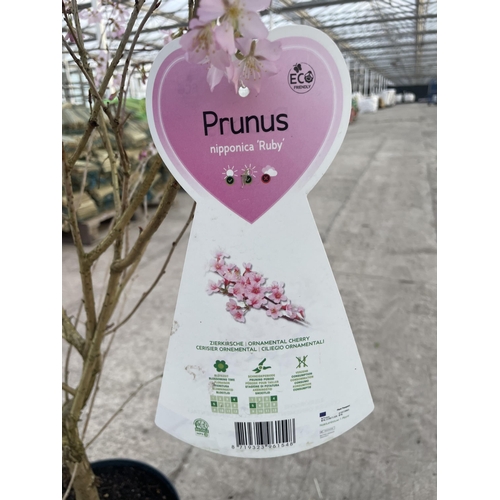 8 - TWO FLOWERING CHERRY - PRUNUS NIPPONICA 