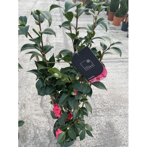 9 - TWO FRAME TRAINED CAMELLIA 