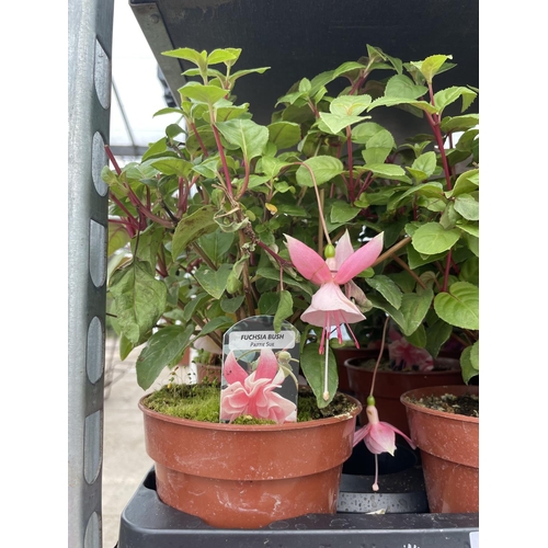 131 - TWELVE POTTED FUCHSIA TO INCLUDE SIX BUSH PATTIE SUE AND SIX MADELEINE SWEENY + VAT