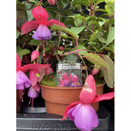 131 - TWELVE POTTED FUCHSIA TO INCLUDE SIX BUSH PATTIE SUE AND SIX MADELEINE SWEENY + VAT